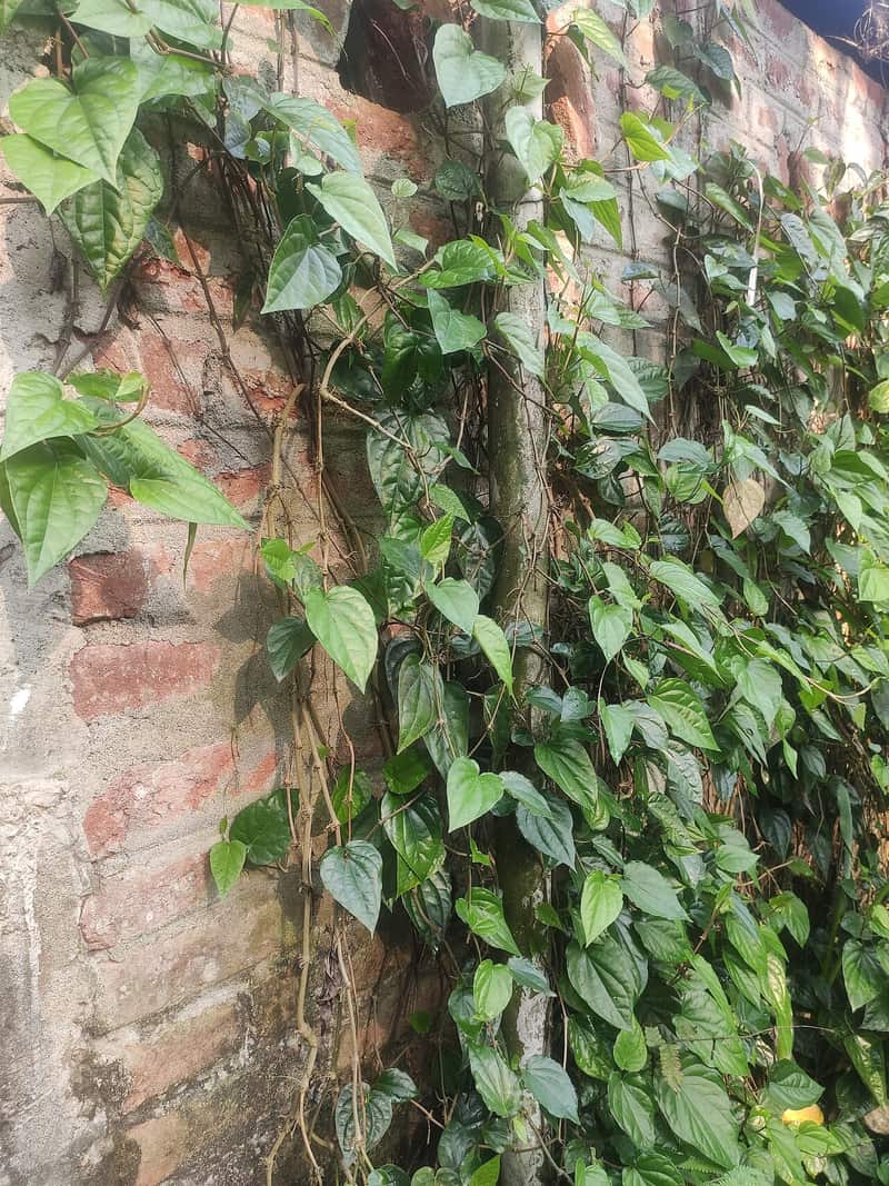 Banarasi Paan: The Green Leaf and the City's Sweet Tooth
