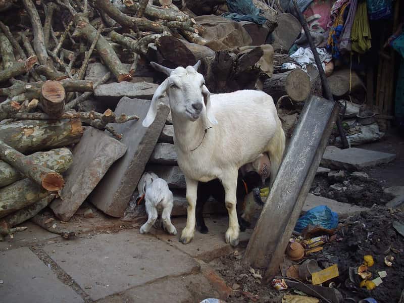Harishchandra Ghat — 9
