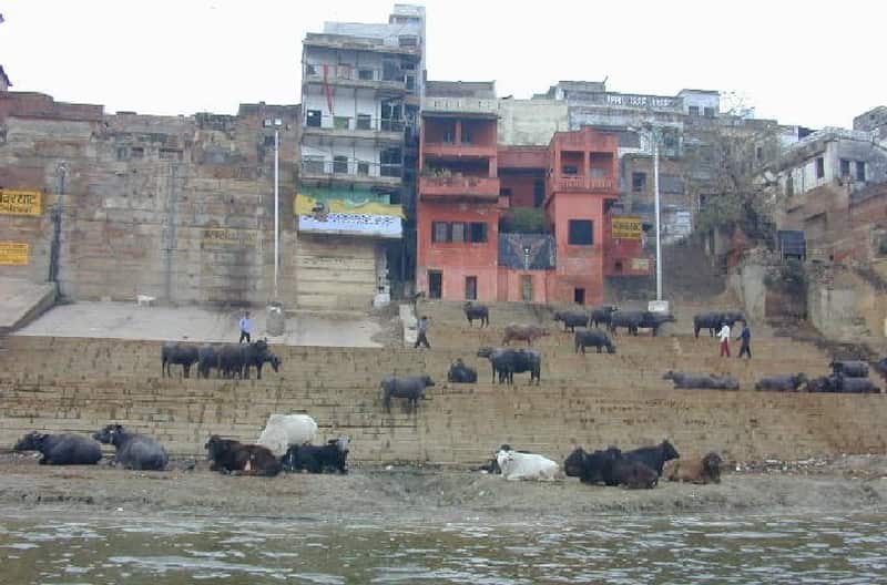 Wide view of Narad Ghat's stone steps on the Ganga at dawn